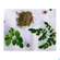 Sie sehen eine Packung Moringa Powder Capsules 60 Stk., Produktbild: 01 Moringa Powder Capsules 60 Stk., A-Nr.: 4583412 - 01