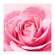 Nuxe Very Rose Soothing Cleansing Micellar Water 200ml, A-Nr.: 5948100 - 05