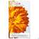 Sie sehen eine Packung Weleda Calendula Wundschutzcreme 30ml, Produktbild: 05 Weleda Calendula Wundschutzcreme 30ml, A-Nr.: 5190910 - 05