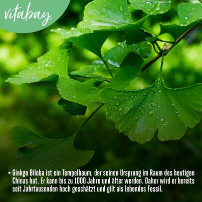 Vitabay Ginkgo Biloba 6000 mg Kapseln, A-Nr.: 5881181 - 05